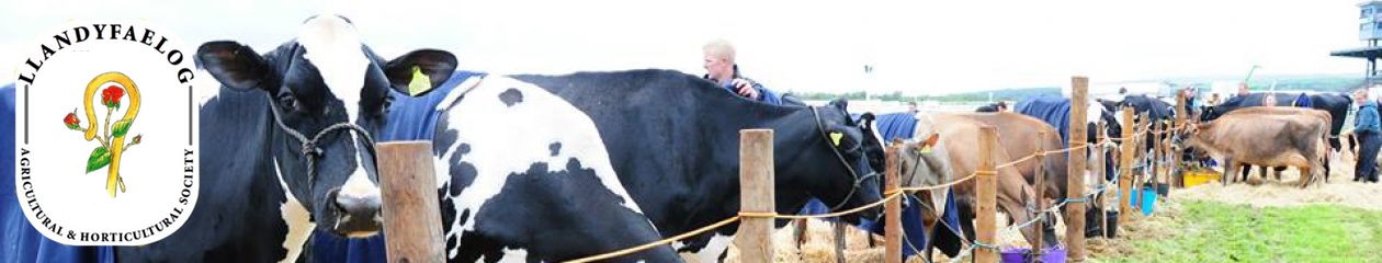 Llandyfaelog Show