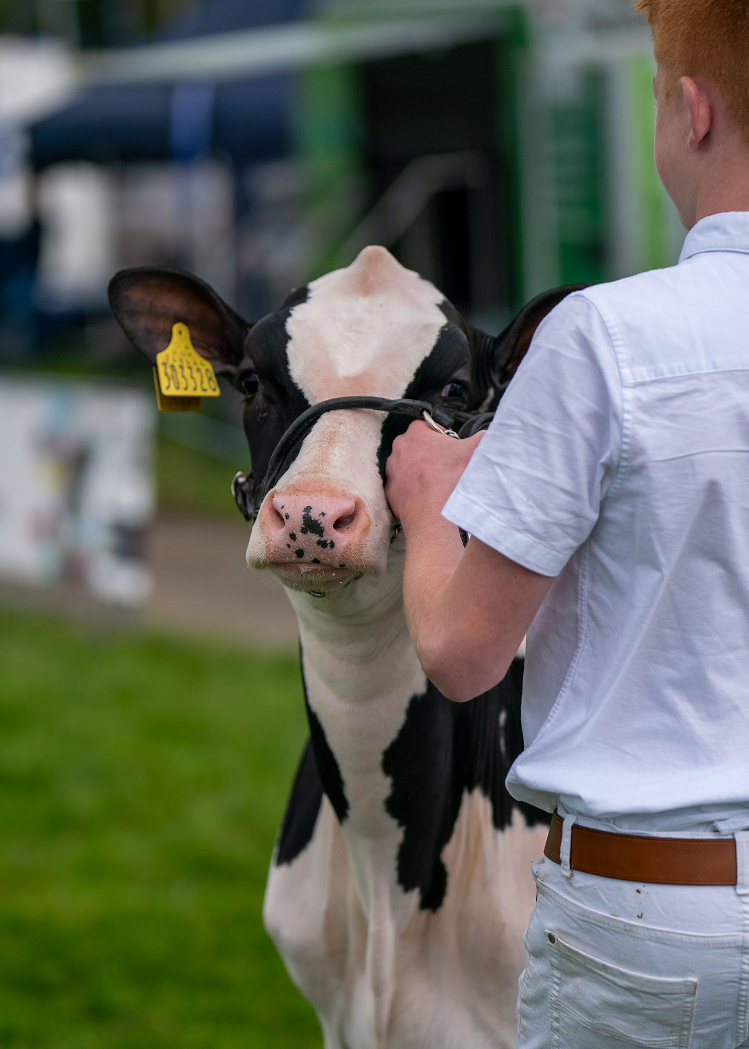 A calf being shown in the livestock ring