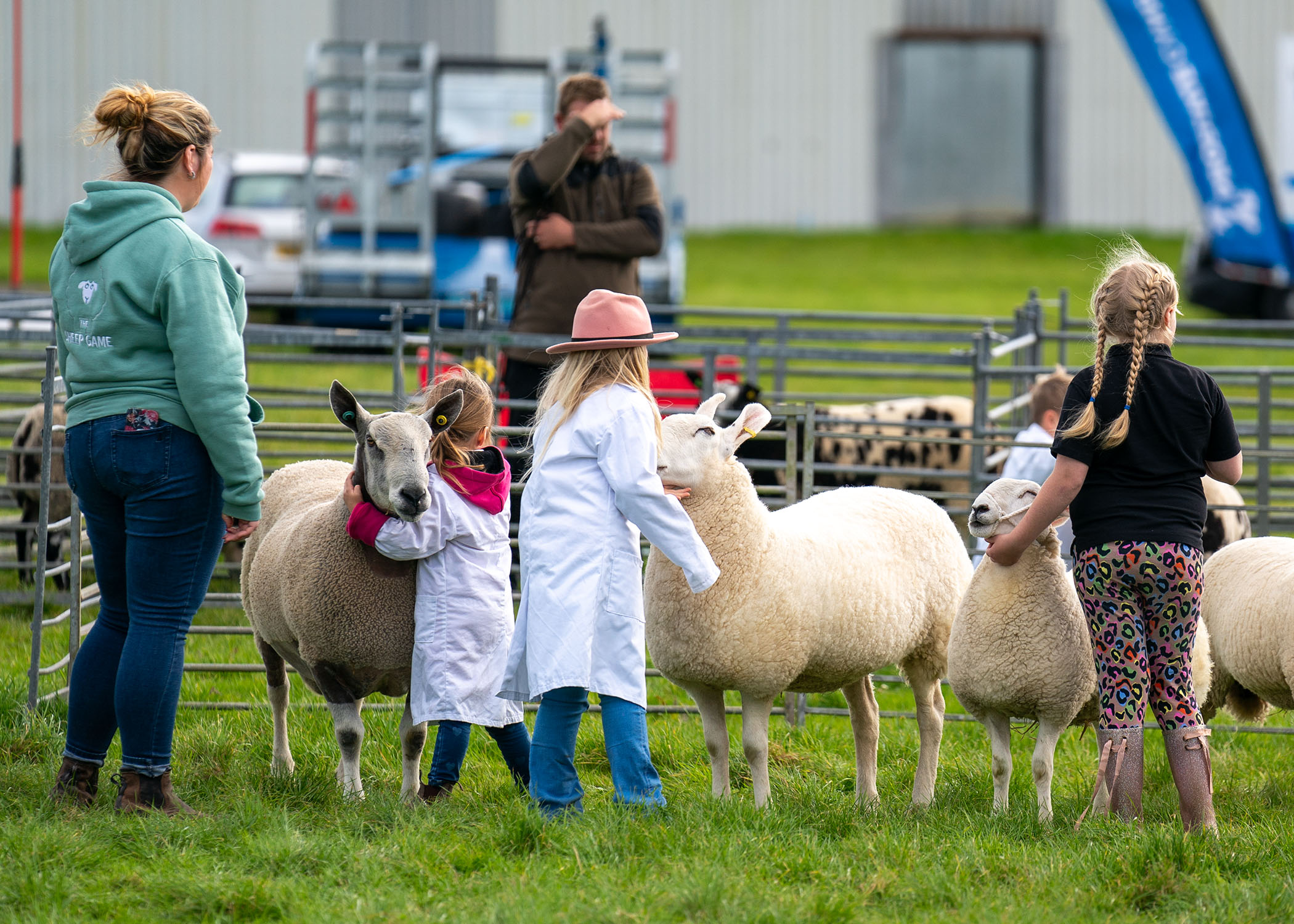 Sheep being judged at the Llandyfaelog Show