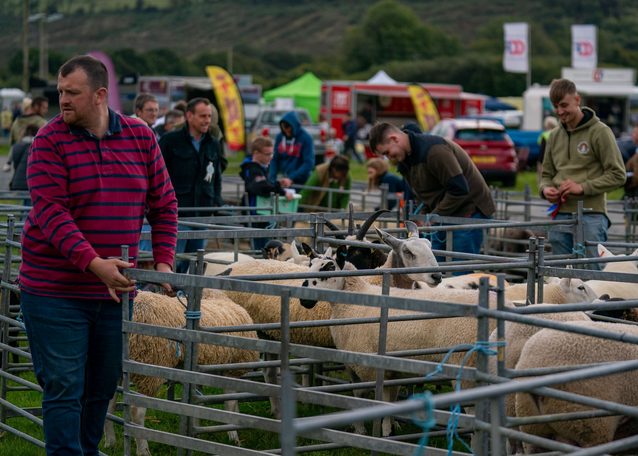 Handlers presenting sheep to the judge