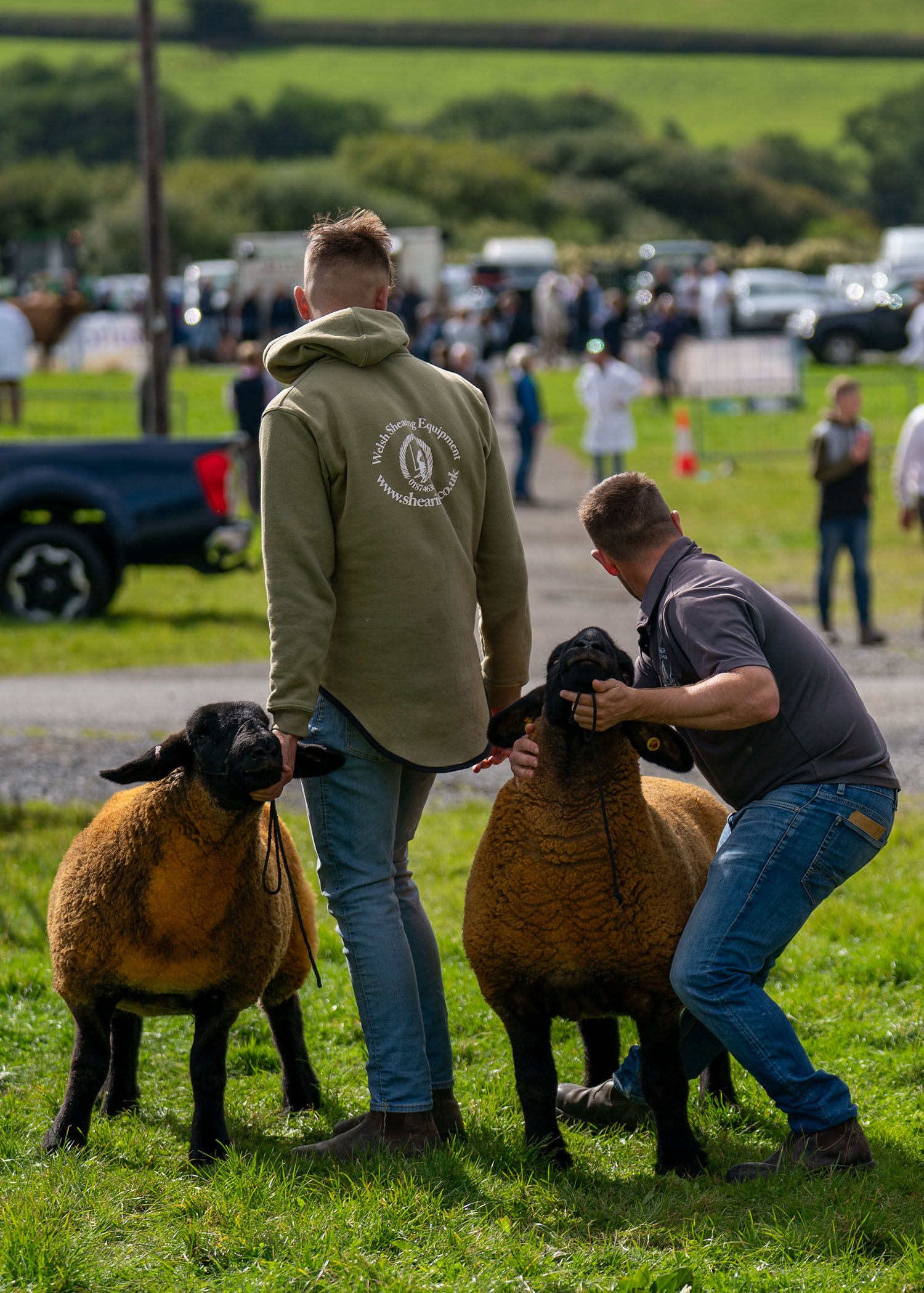 Sheep penned at the showground